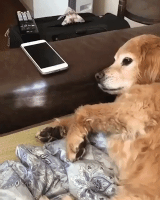 gifdump_1567_10.gif