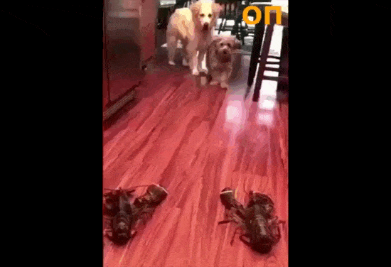 gifdump_2816_21.gif