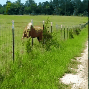 gifdump_2842_24.gif