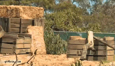 gifdump_2861_05.gif