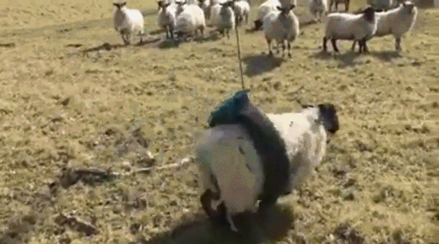 gifdump_2881_02.gif