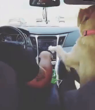 gifdump_2882_20.gif