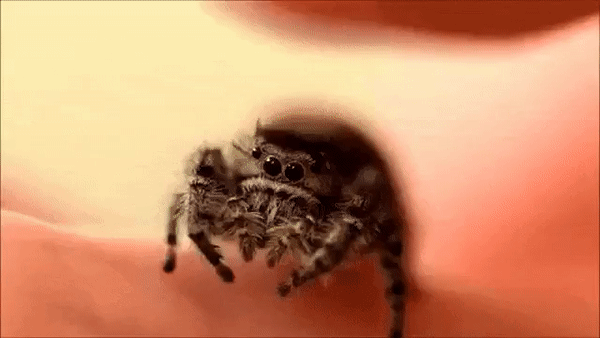 gifdump_2923_18.gif