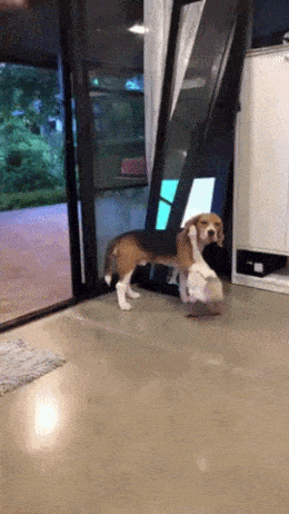 gifdump_2959_12.gif