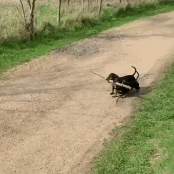 gifdump_3108_09.gif