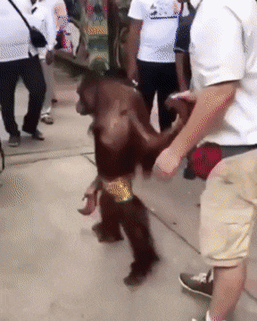 gifdump_3207_01.gif