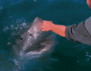 gifdump_572_16.gif