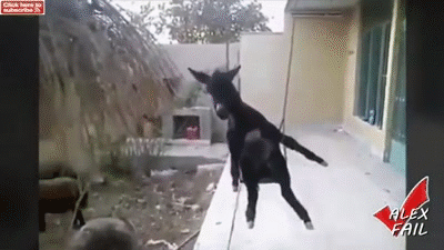 giphy-1.gif