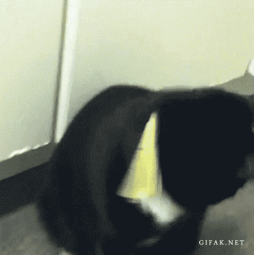 giphy (10).gif