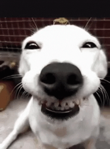giphy-10.gif