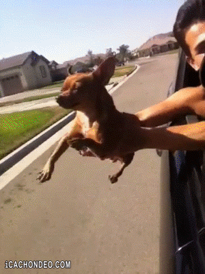 giphy (14).gif