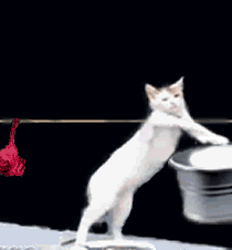 giphy (16).gif