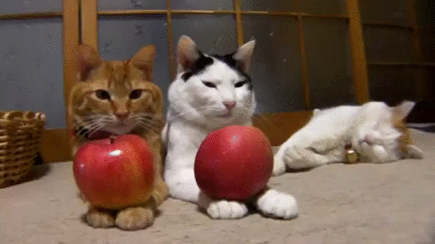 giphy (19).gif