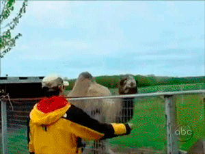 giphy (2).gif