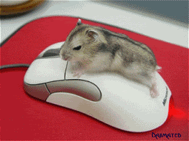 giphy (20).gif