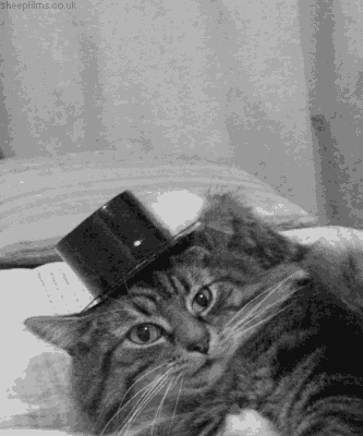giphy (20).gif