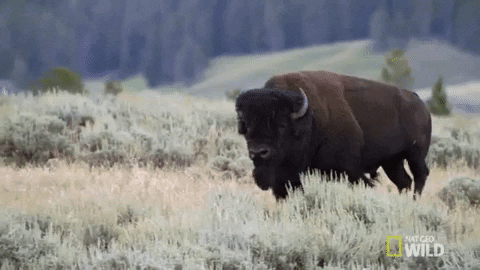 giphy - 2021-02-16T194636.722.gif