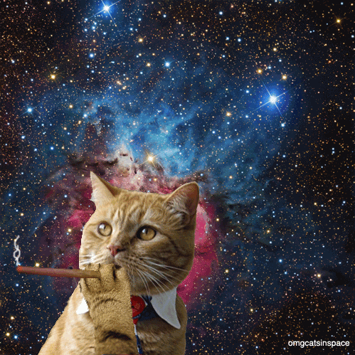 giphy (29).gif