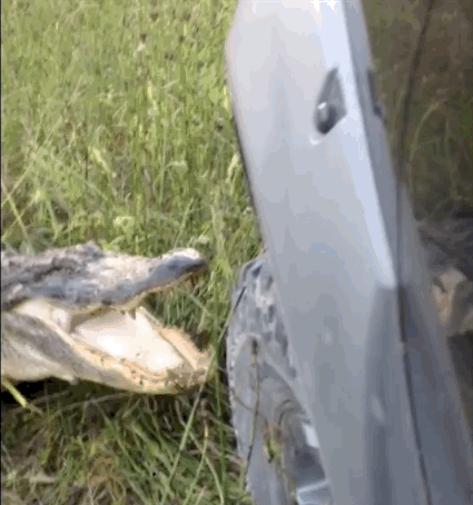 giphy-41.gif