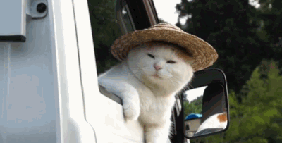 giphy-42.gif