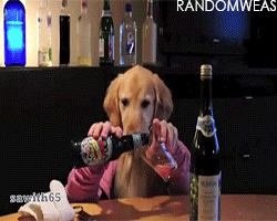 giphy-50.gif