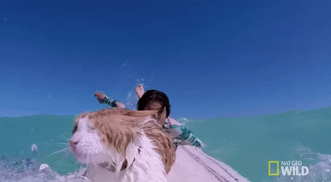 giphy-60.gif