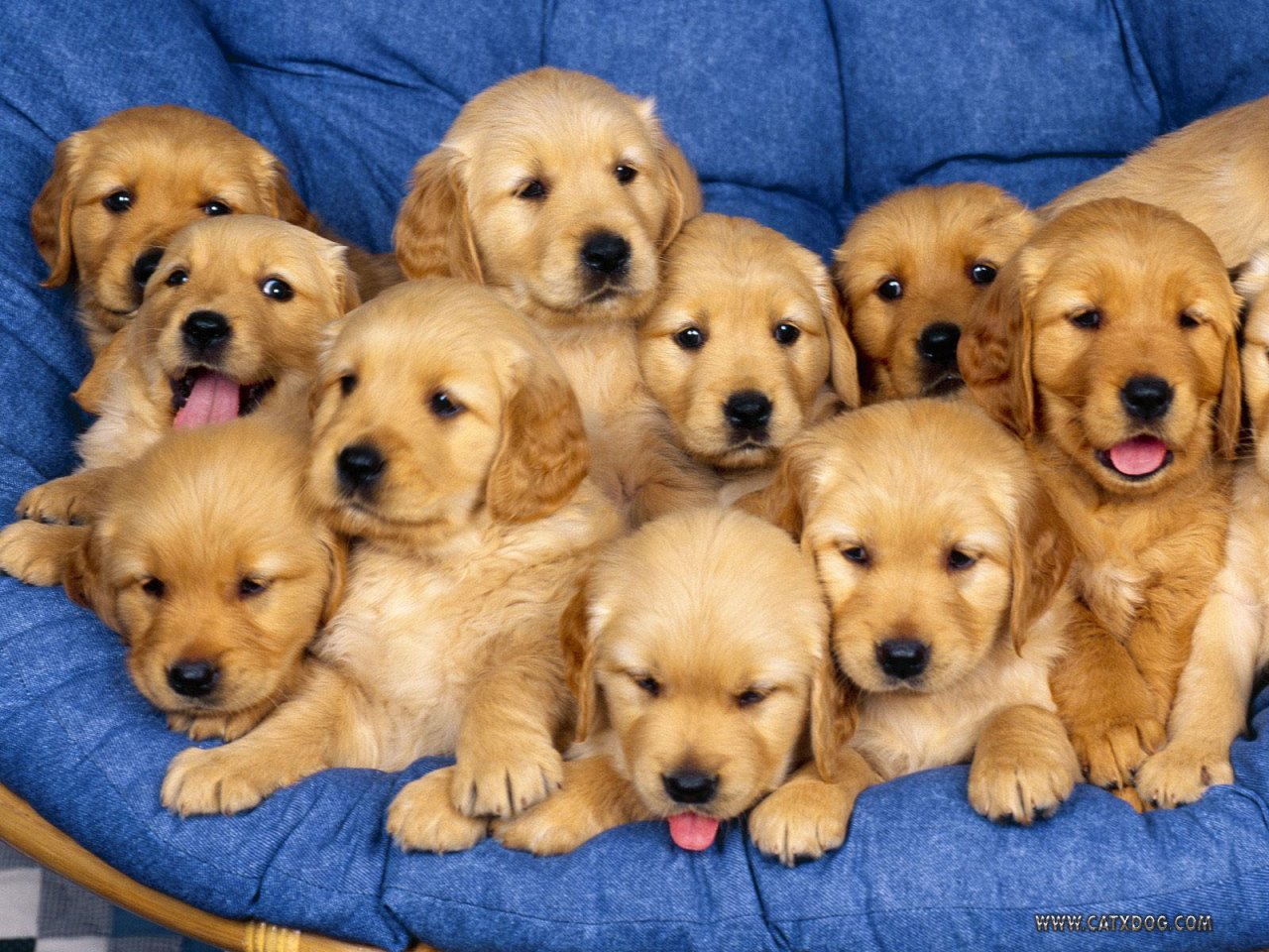 golden retreiver puppies.jpg