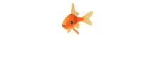 goldfish.gif