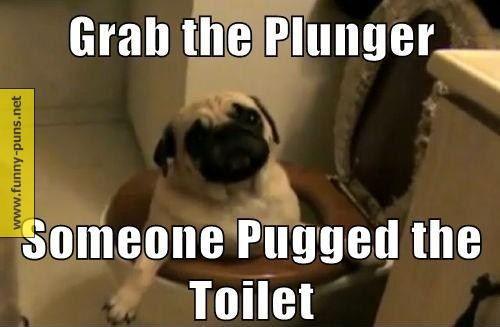 grab-the-plunger-someone-pugged-the-toilet.jpg