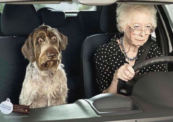 grandma-drives-with-a-dog-1.jpg