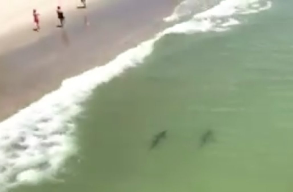 Greatwhite.jpg