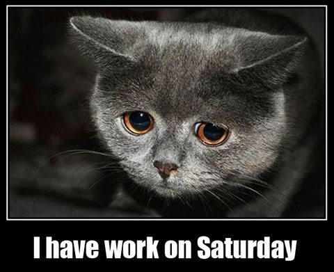 have-work-on-saturday-sad-cat.jpg