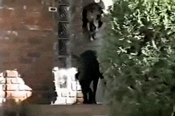 hEB0D9F00.gif