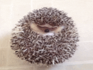 hedgie.gif