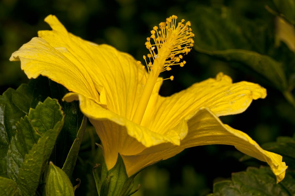 Hibiscus yellow_5547_web.jpg
