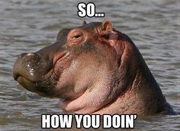 hippo how you doin.jpg