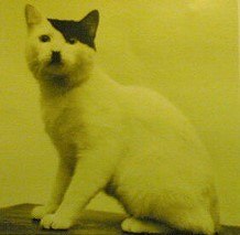 hitlercat.jpg