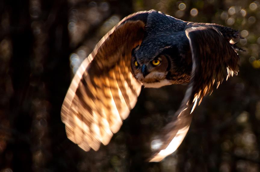 Hootie.jpg