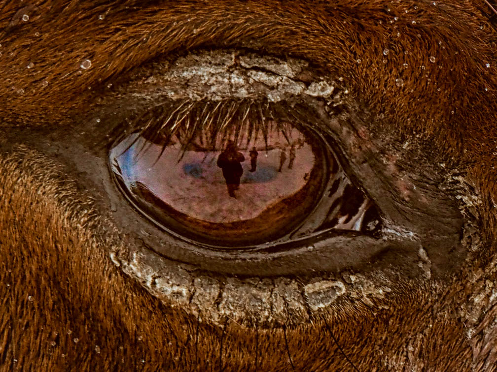 Horse eye closeR-up-.jpg