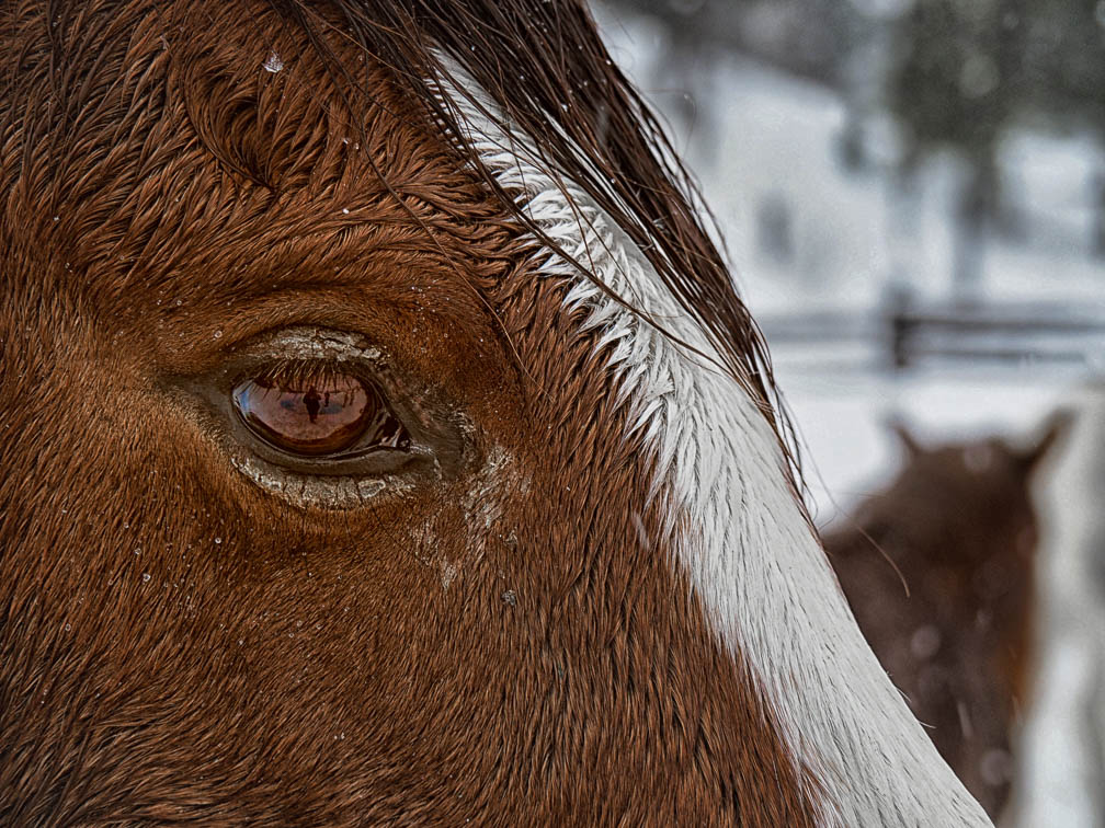 Horse eye-.jpg