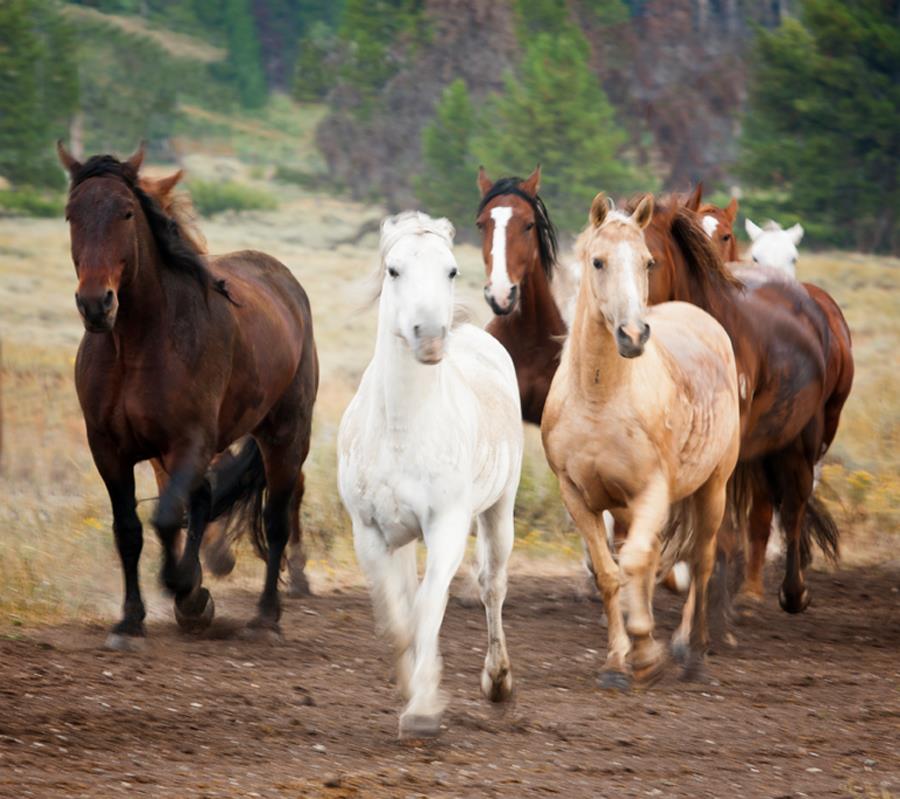 Horses to pasture XXX Ranch.jpg