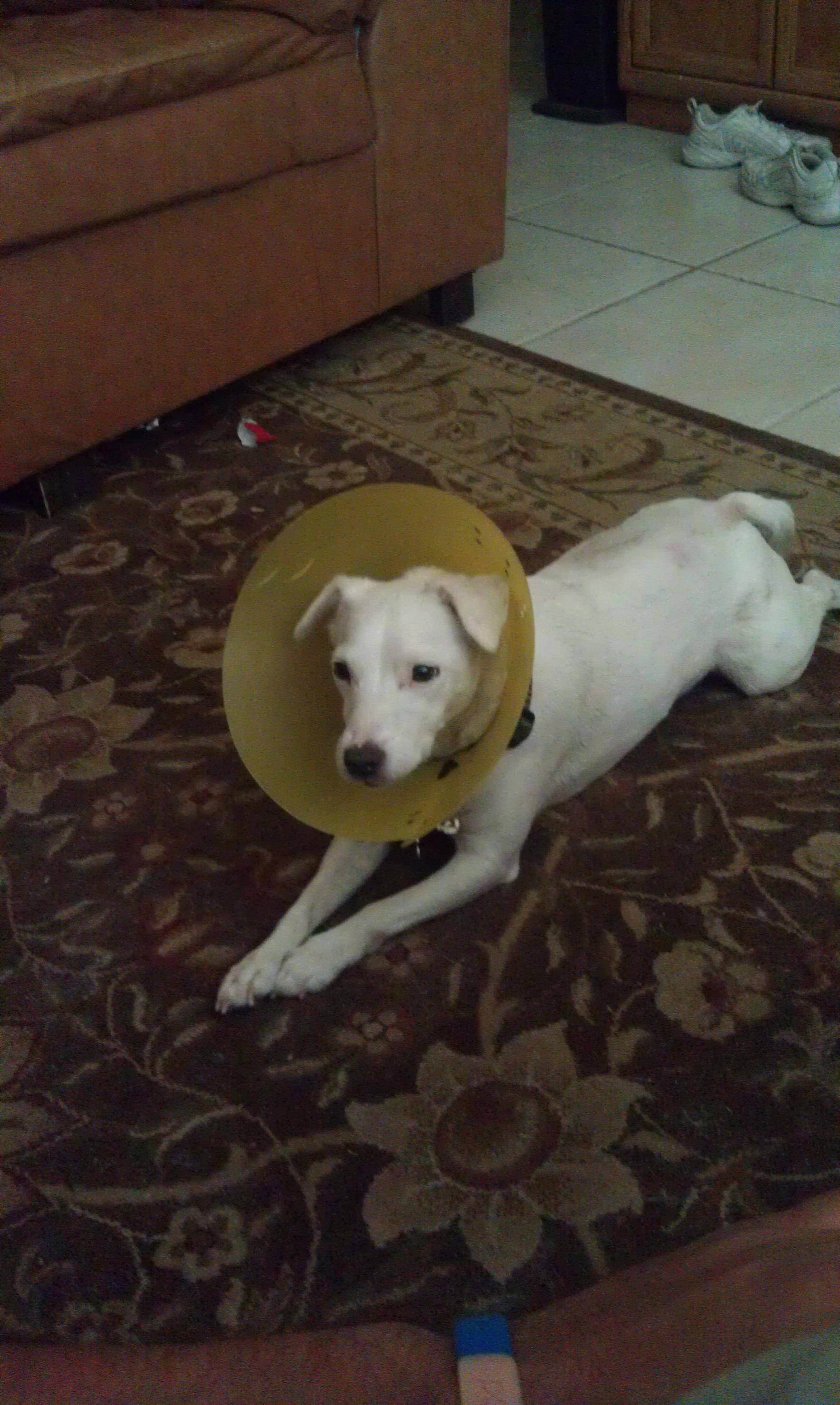 IMAG0009.jpg