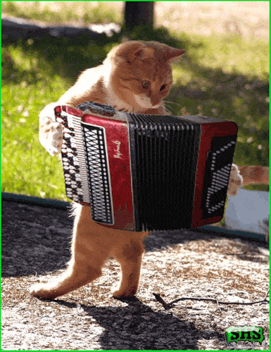 image (6).gif