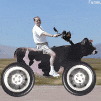 image.gif