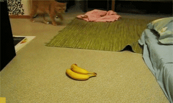 image.gif