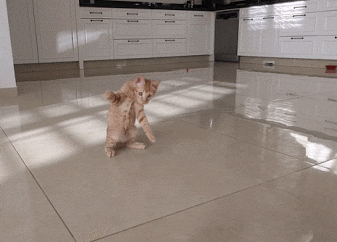 image.gif