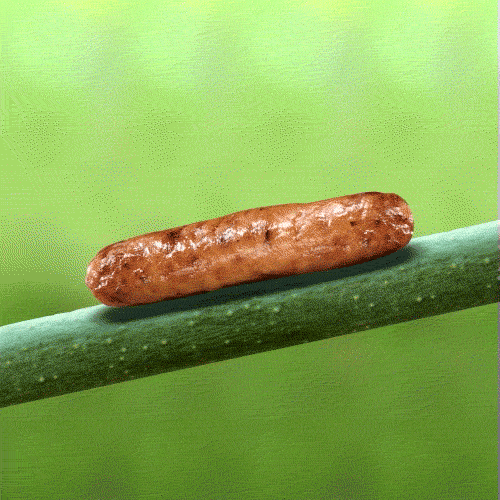 image.gif