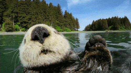 image.gif