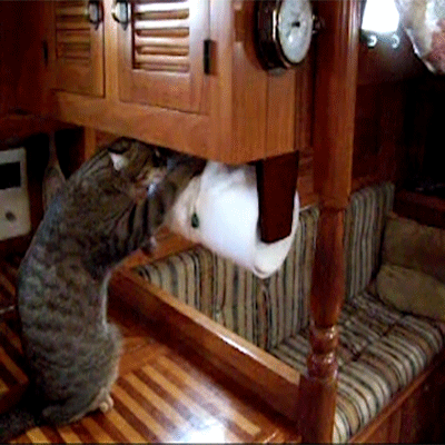 image.gif