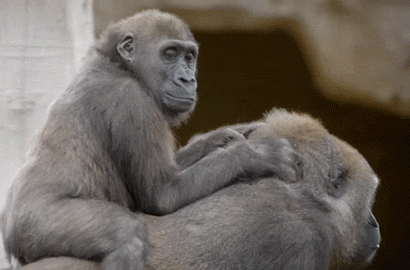image.gif